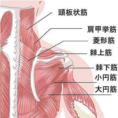 深部筋