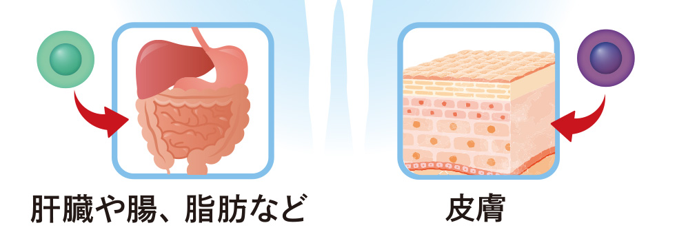 肝臓や腸、脂肪など・皮膚